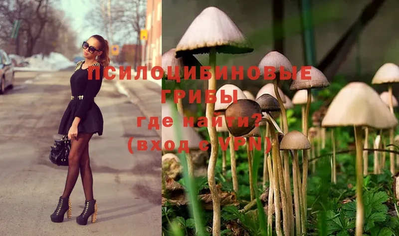 Псилоцибиновые грибы Psilocybe  Глазов 